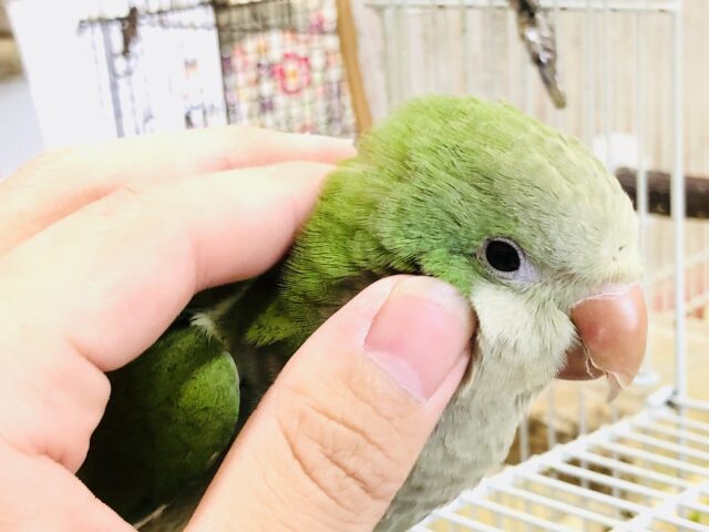 オキナインコ