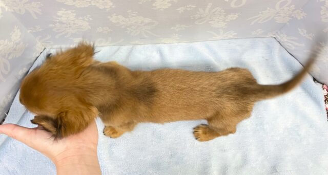 ミニチュアダックス