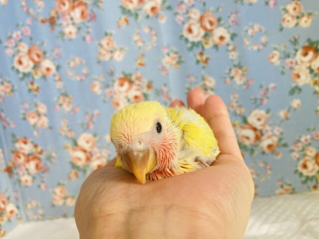 コザクラインコ（小桜インコ）