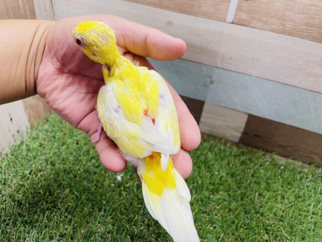 ビセイインコ（美声インコ）