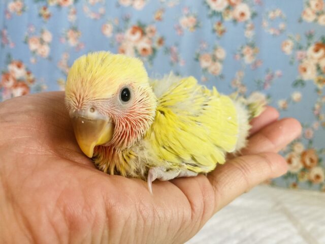 コザクラインコ（小桜インコ）