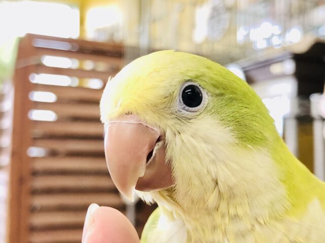 オキナインコ