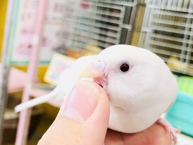 セキセイインコ