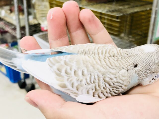 ジャンボセキセイインコ
