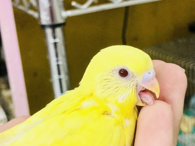セキセイインコ