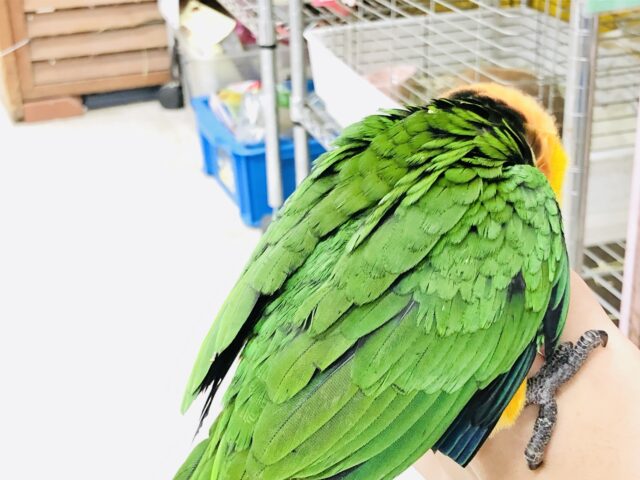 ズグロシロハラインコ