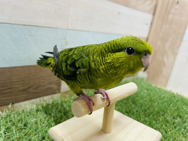 サザナミインコ