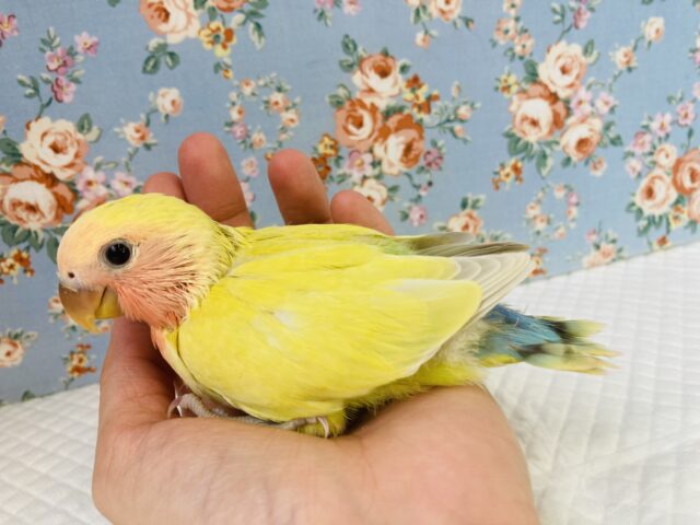 コザクラインコ（小桜インコ）