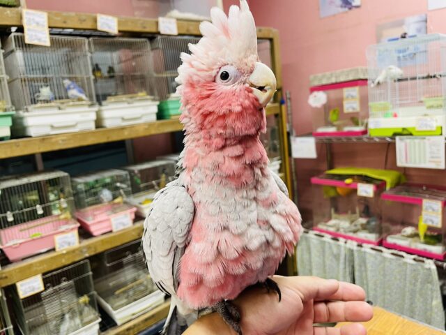 モモイロインコ