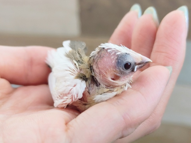 十姉妹（ジュウシマツ）