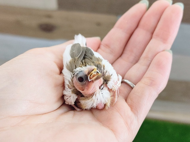 十姉妹（ジュウシマツ）