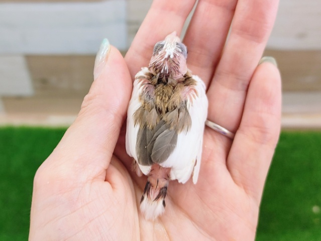 十姉妹（ジュウシマツ）