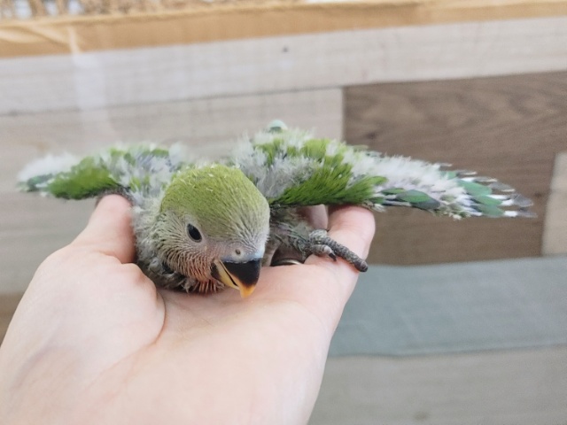 コザクラインコ（小桜インコ）