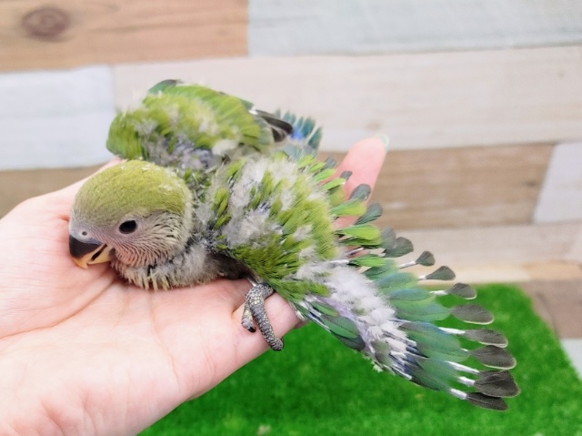 コザクラインコ（小桜インコ）