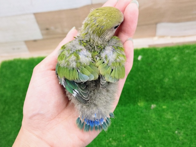 コザクラインコ（小桜インコ）