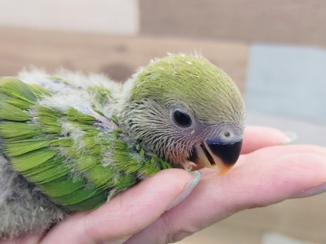 コザクラインコ（小桜インコ）