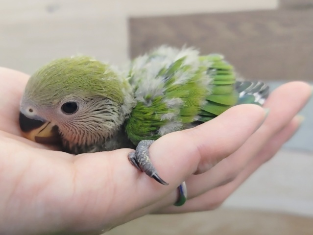 コザクラインコ（小桜インコ）