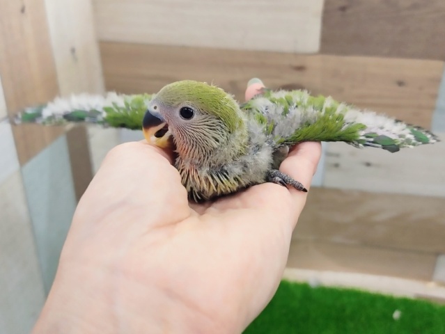 コザクラインコ（小桜インコ）