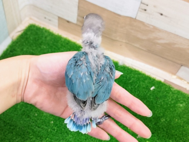 ブルーボタンインコ