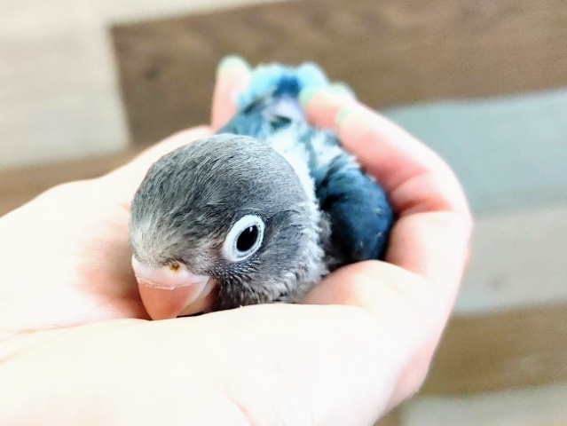 ブルーボタンインコ