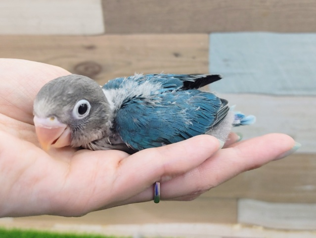 ブルーボタンインコ