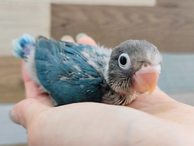 ブルーボタンインコ