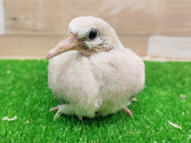 ジュズカケバト