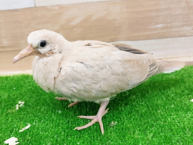 ジュズカケバト