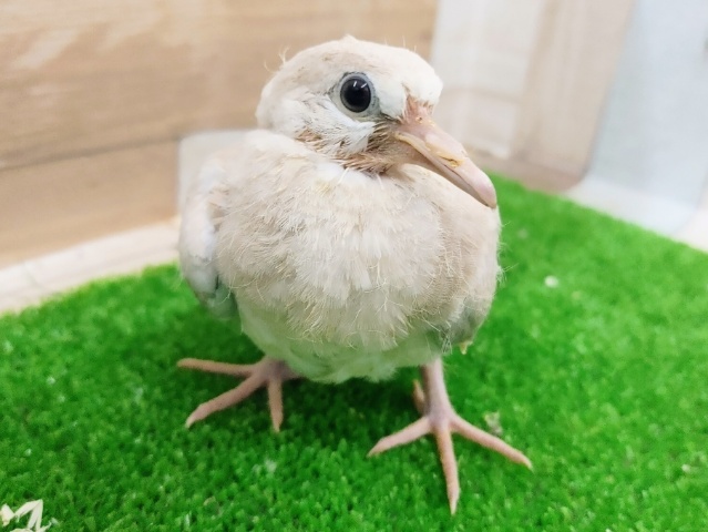 ジュズカケバト