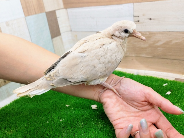 ジュズカケバト