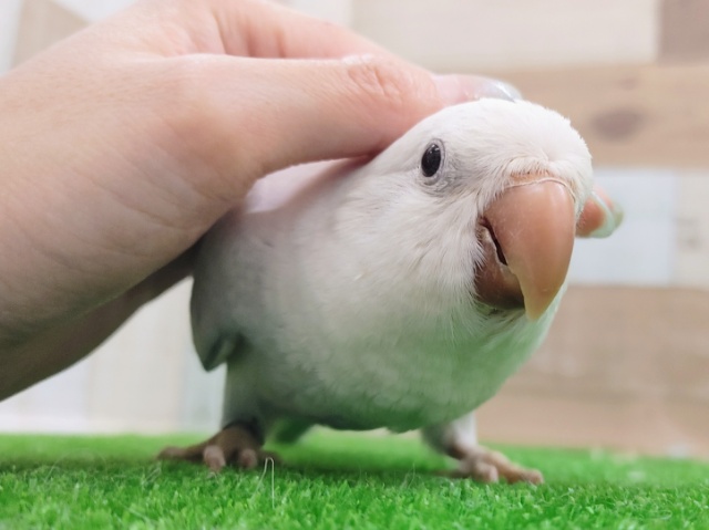 オキナインコ