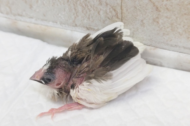 十姉妹（ジュウシマツ）