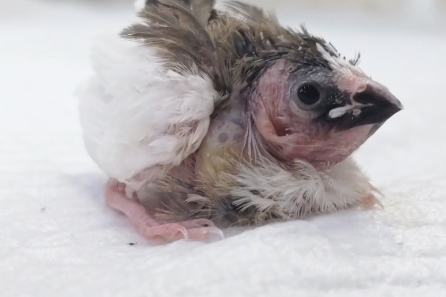 十姉妹（ジュウシマツ）