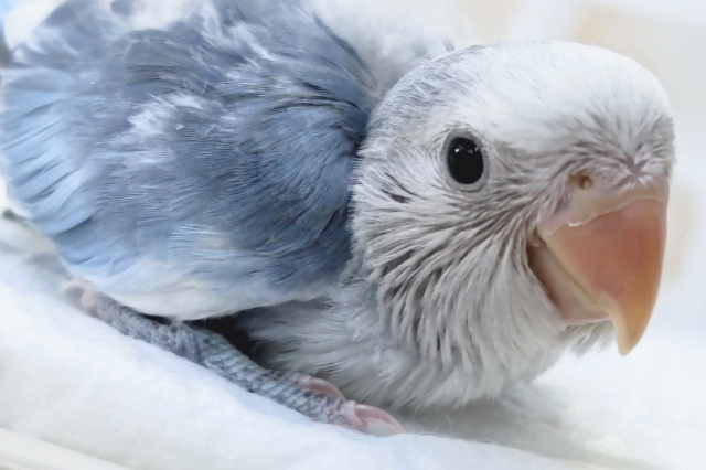 コザクラインコ（小桜インコ）