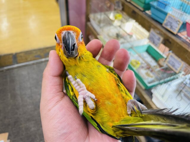 コガネメキシコインコ