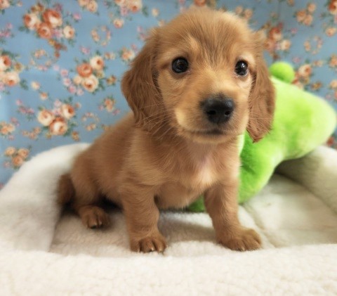 ミニチュアダックス