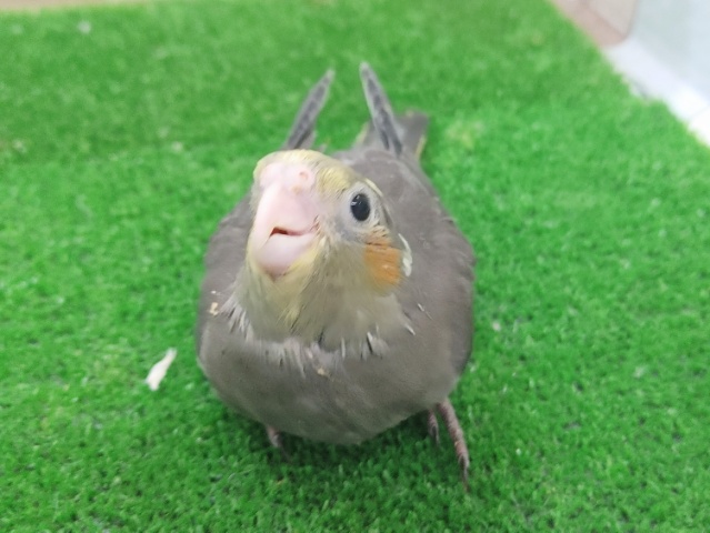 オカメインコ