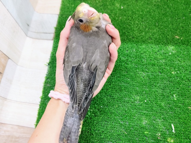 人気カラー✨オカメインコ(ノーマル)入荷しました❤ オカメインコ