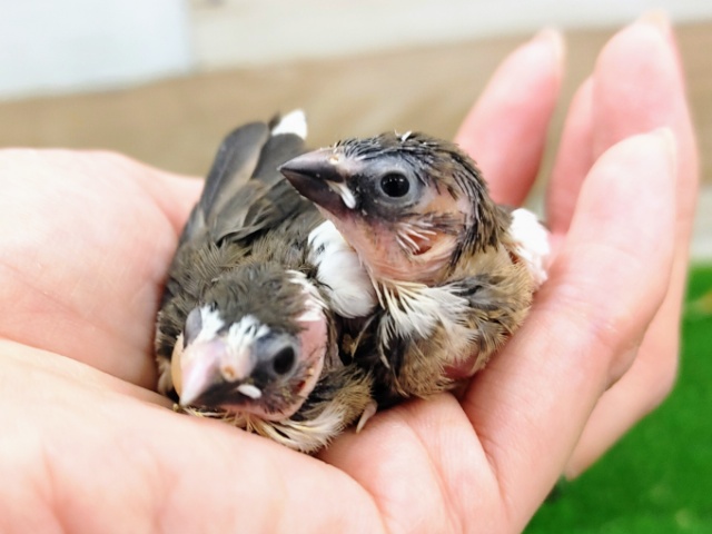 十姉妹（ジュウシマツ）