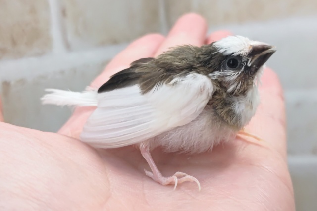 十姉妹（ジュウシマツ）