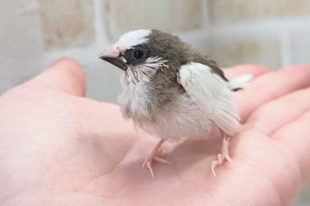 十姉妹（ジュウシマツ）