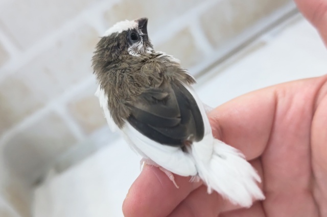 十姉妹（ジュウシマツ）