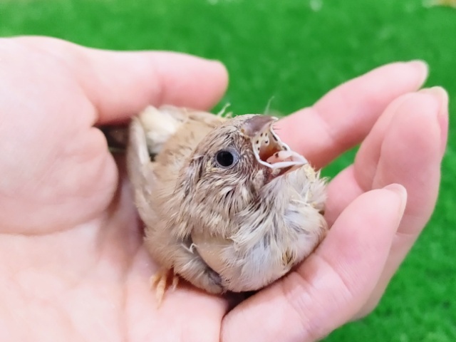 錦花鳥（キンカチョウ）