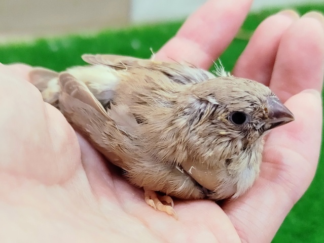 錦花鳥（キンカチョウ）