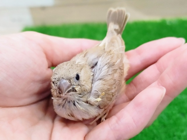 錦花鳥（キンカチョウ）