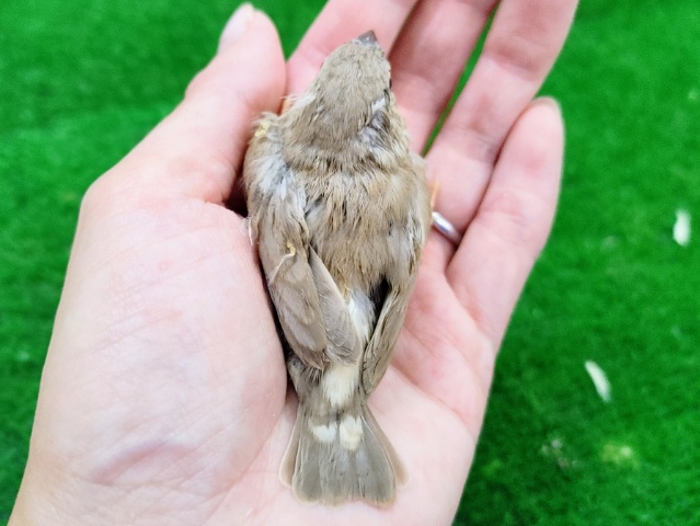 錦花鳥（キンカチョウ）