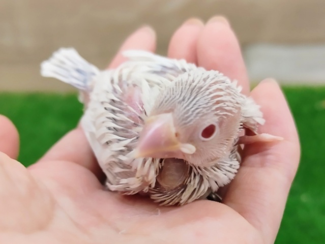 シルバーイノ文鳥