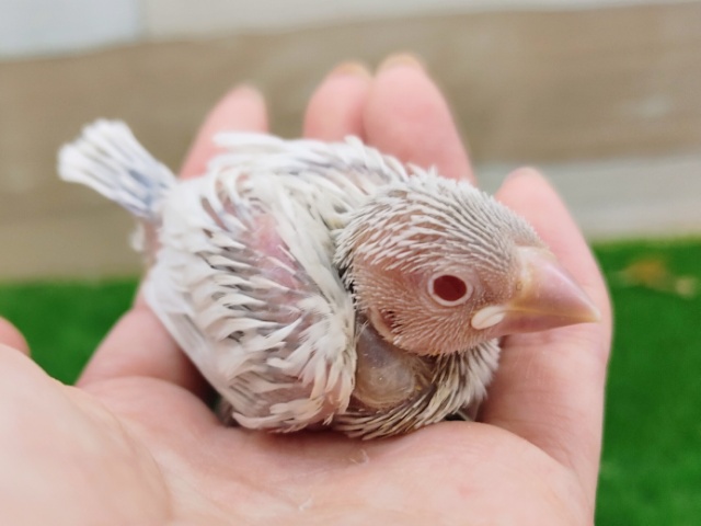 シルバーイノ文鳥