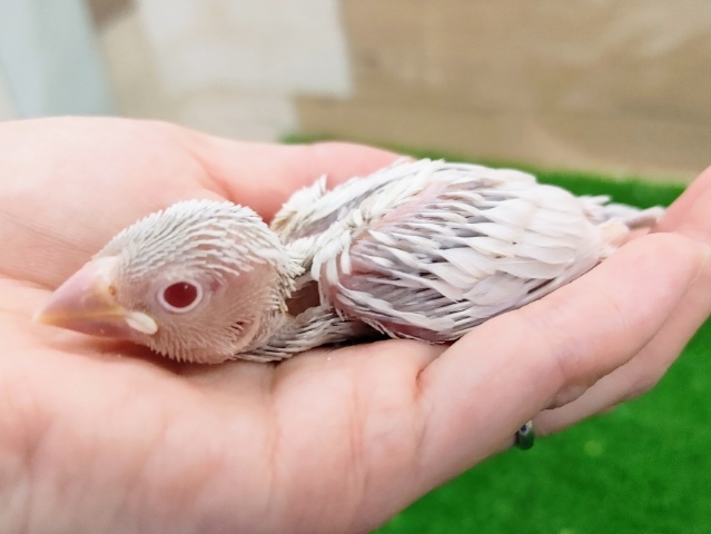 シルバーイノ文鳥