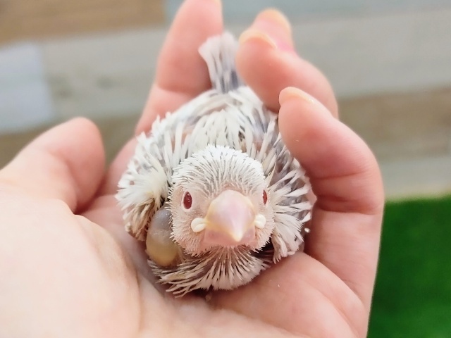 シルバーイノ文鳥